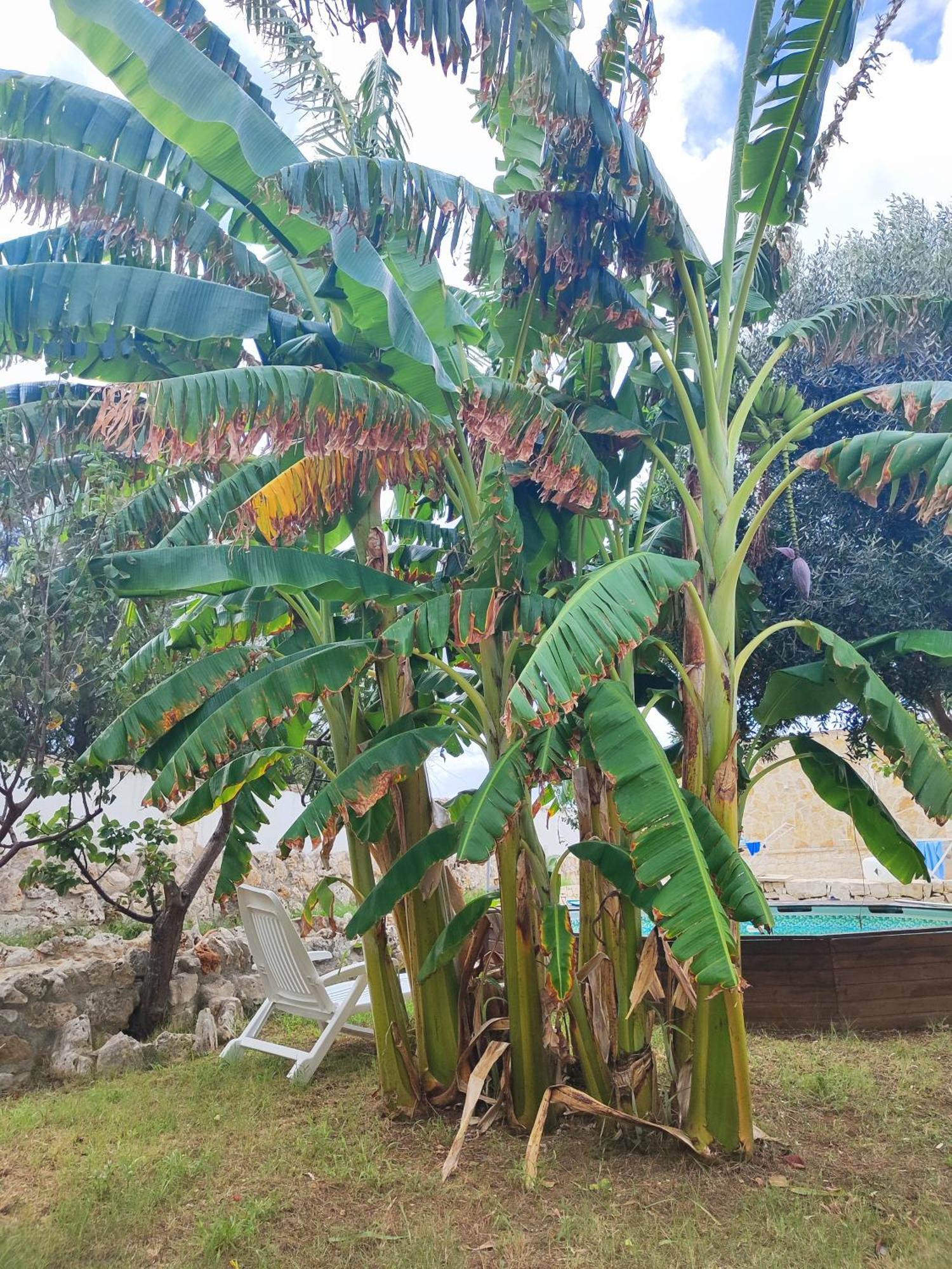 Musa Balbisiana Casa Olea